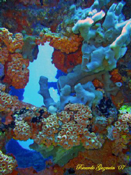 Coral covered stern of the WIT Shoal II. by Ricardo Guzman 